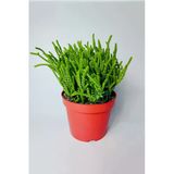 Prenses Çami büyük boy Crassula Muscosa 12 cm saksıda
