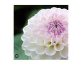 prestijiseed 10 Adet Beyaz Dahlia Çiçek tohumu Beyaz Yıldız Çiçeği Tohumu