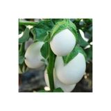 prestijiseed 10 Adet Beyaz Yumurta Patlıcan Tohumu Beyaz Mini Patlıcan Tohumu