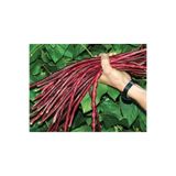 prestijiseed 10 Adet Kırmızı Sırık Fasulye Tohumu Kırmızı Çalı Fasulye Tohumu