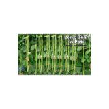 prestijiseed 10 Adet Kuşkonmaz Fasulye Tohumu Sırık Börülce
