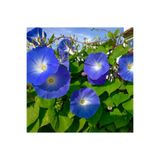 prestijiseed 10 Adet Mavi Sarmaşık Tohumu Ipomoea Sabah Sefası
