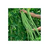 prestijiseed 10 Adet Yılan Fasulye Tohum Sırık Börülce Tohumu