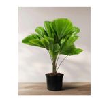 prestijiseed 2 Adet Licuala peltata Palmiye Ağacı Tohumu