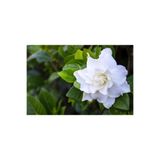prestijiseed 20 Adet Beyaz Gardenya Çiçeği Tohumu Şefkat Çiçeği Veya Pelerin Yasemini Çiçeği Diyede Bilinir