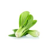 prestijiseed 20 Adet Çin Lahanası Tohumu Bok Choy Tohumu