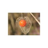 prestijiseed 20 Adet Güvey Feneri Tohumu Yer Kirazı Tohumu