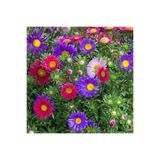prestijiseed 20 Adet Karışık Aster Çiçek Tohumu Saraypatı Çiçek Tohumu