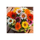 prestijiseed 20 Adet Karışık Gazanya Çiçek Tohumu Gazania Çiçek Tohumu