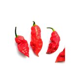 prestijiseed 20 Adet Tohum Orjinal Bhut jolokia Biber Tohumu Naga Jolokia Hayalet Biber Tohumu
