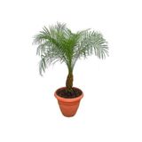 prestijiseed 3 Adet Cocos Palmiye Ağacı Tohumu Kraliçe Palmiye Tohumu