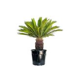 prestijiseed 3 Adet Cycas Ağacı Tohumu Cycas Revoluta Palmiye Ağacı Tohumu