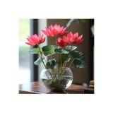 prestijiseed 3 Adet Kırmızı Kase Lotus Tohumu Kutsal Kase Lotus Çiçeği Tohumu