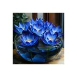 prestijiseed 3 Adet Nadir Mavi Uzak Doğu Kase Lotus Çiçeği Tohumu Mavi Lotus Tohumu