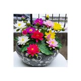 prestijiseed 3 Adet Tohum Lotus Çiçeği Karışık Japon Su Zambağı Kase Lotus Çiçek Yaz Çiçeği Lotus Tohumu
