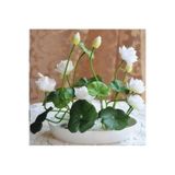 prestijiseed 3 Adet Tohum Nadir Beyaz Uzak Doğu Kutsal Kase Lotus Çiçeği Tohumu Beyaz Lotus Tohumu