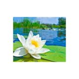 prestijiseed 3 Adet Tohum Nadir Beyaz Uzak Doğu Kutsal Lotus Çiçeği Tohumu Beyaz Lotus Tohumu