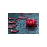 prestijiseed 3 Adet Tohum Nadir Kırmızı Uzak Doğu Kutsal Lotus Çiçeği Tohumu Kırmızı Lotus Tohumu
