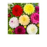 prestijiseed 30 Adet Karışık Dahlia Çiçek tohumu Yıldız Çiçeği Tohumu
