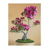 prestijiseed 5 Adet Bodur Bonsai Pembe Orkide Ağacı Tohumu