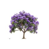 prestijiseed 5 Adet Mor Jacaranda Ağacı Tohumu Jakaranda Ağaç Tohumu