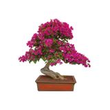 prestijiseed Bodur Bonsai Begonvil Ağacı Tohumu 5 Adet Tohum