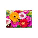 prestijiseed Ekim Seti 10 Adet Rengarenk Gerbera Çiçek Tohumu Jerbera Çiçeği Tohumu+Saksı+Torpak