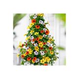 prestijiseed Ekim Seti 5 Adet Karışık Renk Karagözlü Suzan Sarmaşığı Tohumu Tırmanıcı Sarmaşık Suzan Sarmaşığı