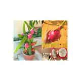 prestijiseed Ekim Seti Bodur Kırmızı Ejder Meyvesi Ağacı Tohumu Pitaya Tohumu 10 Adet Tohum + Saksı+Toprak