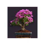 prestijiseed Ekim Seti Bonsai Begonvil Ağacı Tohumu 5 Adet Tohum Saksı Toprak