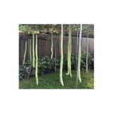 prestijiseed Eko Paket 10 Adet Tohum Yılan Kabağı Tohumu Haylan Kabak Tohumu