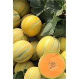 prestijiseed Eko Paket 50 Adet Gönen Tan Kavun Tohumu On Dilim Kavun Tohumu