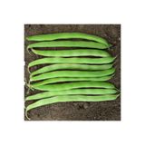 prestijiseed Süper Paket 250 Adet Oturak Yediveren Magnum Fasulye Tohumu