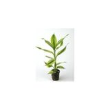 Prime Dracaena Sanderiana Saksı Canlı Bitki