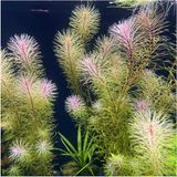 Prime Rotala Bossi Saksı Canlı Bitki - Option-1