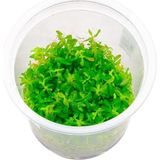 Prime Rotala Ceylon In Canlı Bitki - Option-1