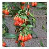 Princess Tao Goji Berry Kurt Üzümü Fidanı