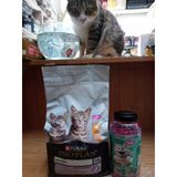 Pro Plan Kitten Tavuklu Yavru Kedi Maması 1,5 Kg+30 Adet Hobi Tavuklu Kedi Ödül Krema