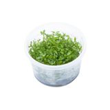 Proserpinaca Palustris Cuba In Vitro Cup Canlı Bitki