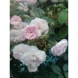 Pudra Beyazı Gül Fidanı Kokulu Sarmaşık 10-20 Cm