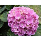 Pudra Pembe Ortanca Fidanı 10-20 Cm
