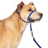 PupSensei Köpekler için Baş Yaka, Ekstra Yumuşak Dolgulu, Yansıtıcı, Çekmez Köpek Nazik Lider, Dayanıklı Naylon Tasmalı, Dolgulu Saplı - Lacivert (Küçük)