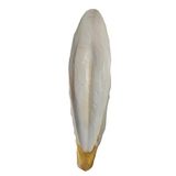 PureCanpati L Boy Kalamar Kemiği(İri Boy 10-15 cm aralığında)