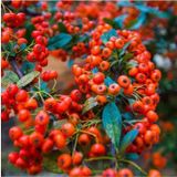 Pyracantha Coccinea Ateş Dikeni Fidanı 10-20 Cm