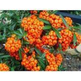 Pyracantha Coccinea Nana Ateş Dikeni Fidanı 50-60 Cm