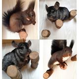 QBLEEV Hamster Dişler için Çiğneme Oyuncakları, Ahşap Çiğneme Çubukları Standları Sincaplar için Tünekler Tavşanlar, Kafes Malzemeleri Kuşlar için Platform Standları Papağan Gine Domuzları Çinçilla