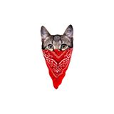 Quart Aksesuar Kedi Cat Oto Cam Motor Sticker 9 x 4,5 cm Çok Renkli, qa789567876