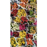 QUEEEN 3 Adet Canlı Mini Kalanşo Çiçeği (KALANCHOE) Renk Seçilebilir