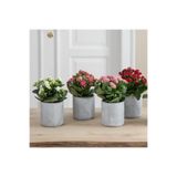 Queen Flowers Kalanchoe Çiçeği Fidanı 4 Adet Karışık Renk 10-20 cm