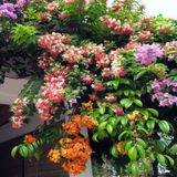 Quisqualis Indica Yogun Kokulu Bindalli Sarmasigi Fidani (100-150 Cm)